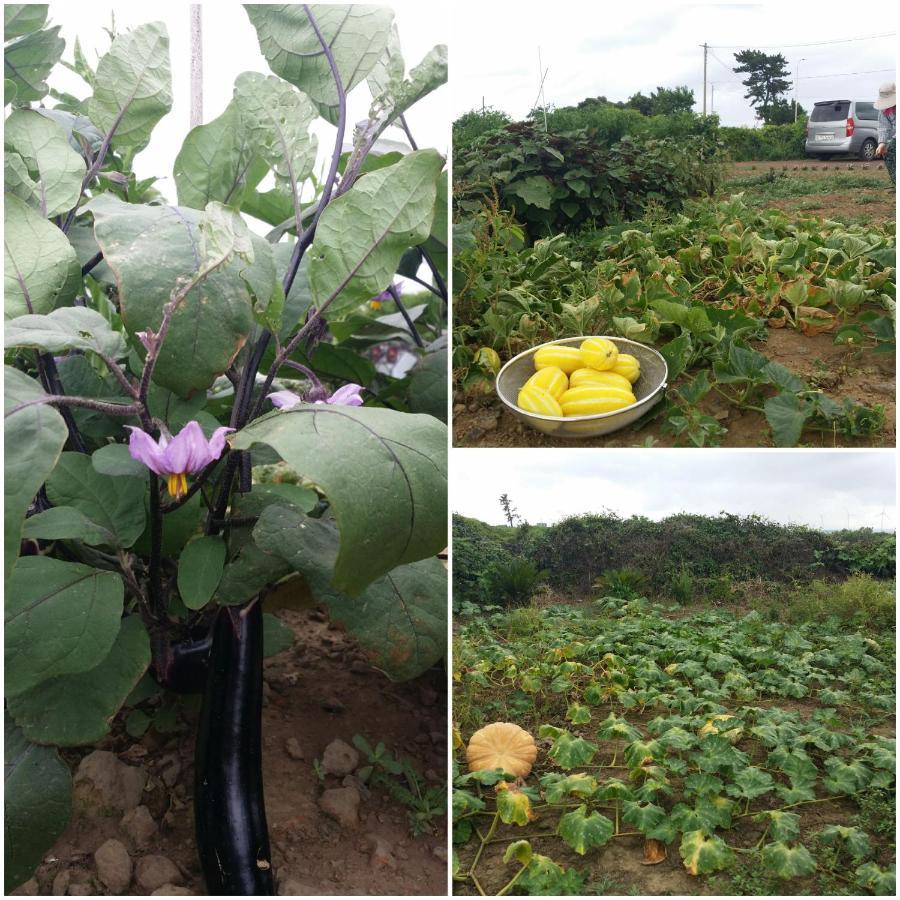 Jeju Again Olle Pension Luaran gambar